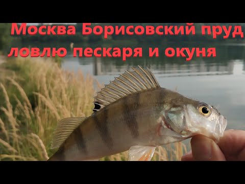 Видео: Мормышинг для начинающего Борисовский пруд ловлю пескаря и окуня