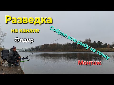 Видео: Ловля на фидер осенью. Выехал на разведку г. ЛИЕПАЯ. 