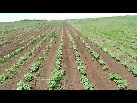 Видео: Культивация подсолнечника