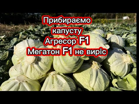 Видео: Рубаємо капусту, бо обіцяють дощі. 