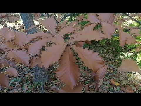 Видео: Дуб курчавенький (Quercus crispula)
