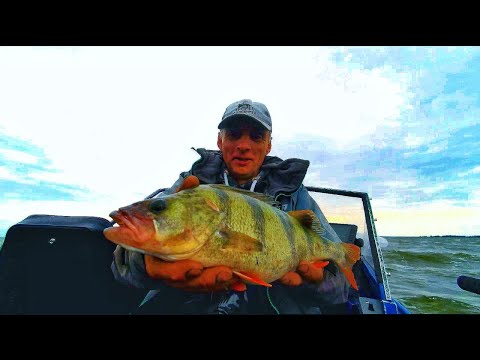 Видео: Килограммовый окунь Ворвался как Танк!  |Рыбалка на Спиннинг в Калининградской области 2025