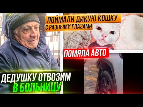 Видео: Капе становится лучше, готовлю документы для Хаси и Милы. Ударила машину. Получили посылку.