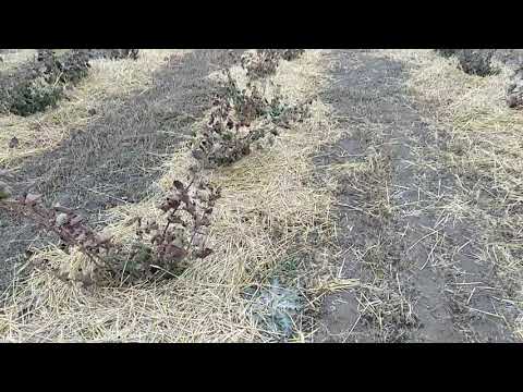 Видео: Укрывать или нет ежевику ?