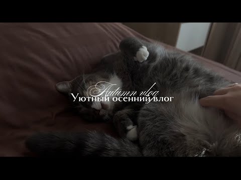 Видео: Уютный осенний влог /  уборка квартиры / болтаем 🧺🧼