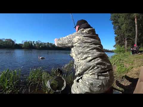 Видео: ВСЁ-ТАКИ МЫ ЕГО ПОЙМАЛИ! ЗА ЛЕЩОМ В РАЗВЕДКУ ПО НОВЫМ МЕСТАМ. ЛОВЛЯ НА ФИДЕР В МАЕ 2024!