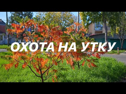 Видео: ОХОТА на УТКУ выезд второй 2025
