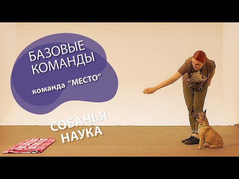 Видео: Дрессировка щенка: с чего начать? Команда "Место".