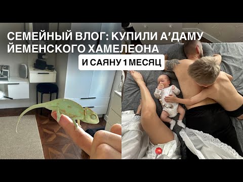 Видео: КУПИЛИ А’ДАМУ ЙЕМЕНСКОГО ХАМЕЛЕОНА И САЯНУ 1 МЕСЯЦ - СЕМЕЙНЫЙ ВЛОГ