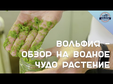 Видео: Вольфия - обзор на водное чудо растение