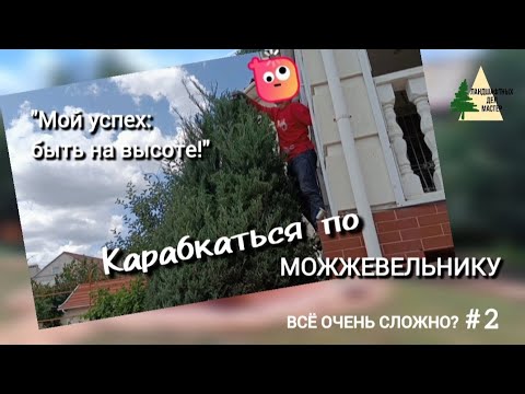 Видео: «Как быть на высоте, карабкаясь по можжевельнику!»  Трудности стрижки. Вот что получилось! #2