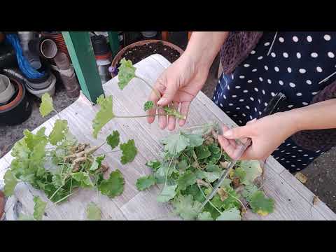 Видео: Готовлю пеларгонию Лиа За Вера к зиме. Ставлю на укор срезаные ветви. 4.11.2025.