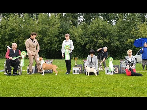 Видео: 31.08.2025, СПб. Клуб "Бэст-Клуб" (РКФ, РФСС). Выставка собак "БЭСТ-ШОУ ОСЕНЬ" (САС, ЧРКФ)