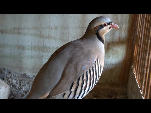 Видео: Самарқанд сафари. Жамшид ака хонадонида: Какликлар