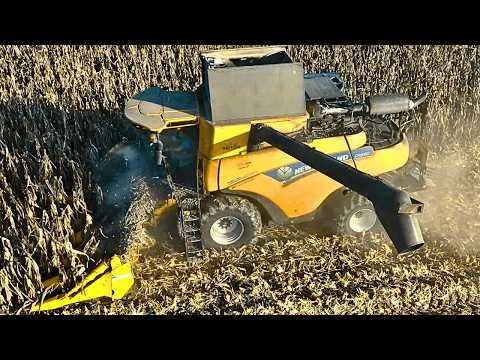 Видео: Уборка кукурузы New Holland CR Revelation 2025 года. Обмолот