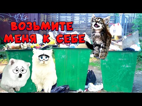 Видео: БЕЗДОМНОГО Котёнка Возьмите к Себе ЖИТЬ… ПОЖАЛУЙСТА!!! ЧИКА Продо.