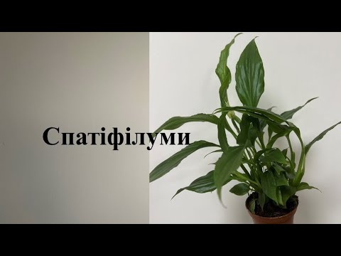 Видео: Спатіфілуми - універсальні рослини для дому та офісу