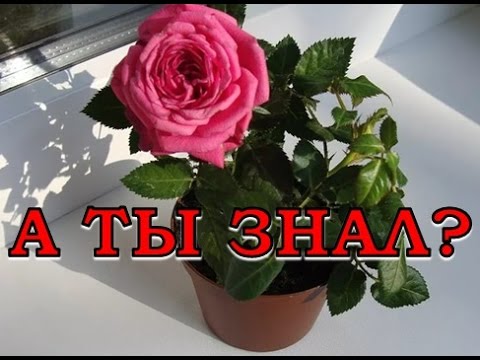 Видео: Уход за КОМНАТНОЙ РОЗОЙ