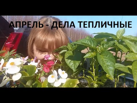 Видео: Апрель - дела тепличные.