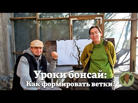 Видео: Как  правильно формировать ветки у деревьев бонсай?