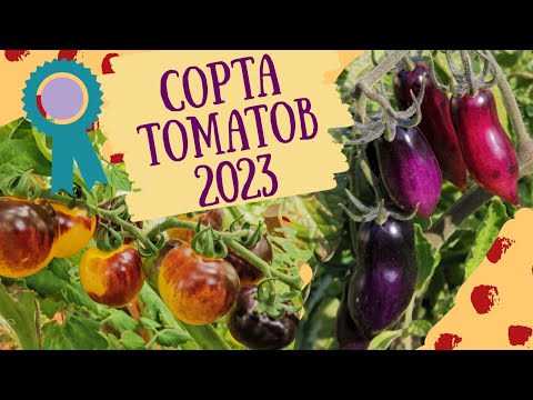 Видео: Помидоры 2023. Сорта, которые мне понравились.