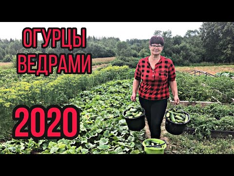 Видео: Сбор урожая огурцов в открытом грунте!