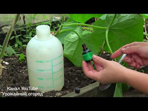 Видео: ЙОД И ЗЕЛЕНКА-СПАСЕНИЕ ОГУРЦОВ ОТ ВСЕХ БОЛЕЗНЕЙ И ОТЛИЧНАЯ ПОДКОРМКА!