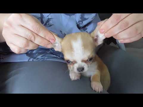 Видео: Клеим уши чихуахуа.Как приклеить уши щенку