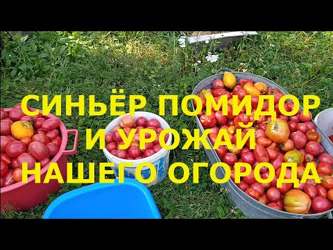 Видео: СИНЬОР 🍅 ПОМИДОР И ВСЕ УРОЖАИ ЭТОГО ГОДА