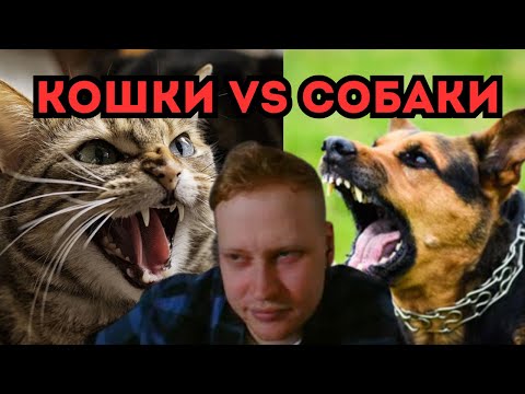 Видео: Скабрезлость | Кошки vs Собаки