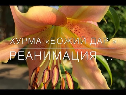 Видео: 🧡 Хурма «Божий Дар» / Реанимация .