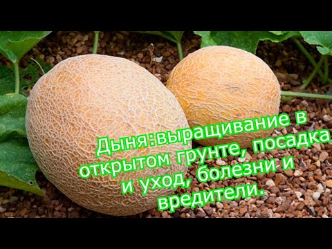Видео: Дыня : выращивание в открытом грунте, посадка и уход, болезни и вредители.