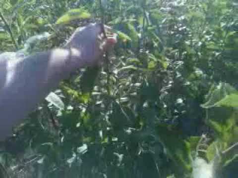 Видео: Дерево Сад что это? интеркалярная вставка это нужно знать (секреты).