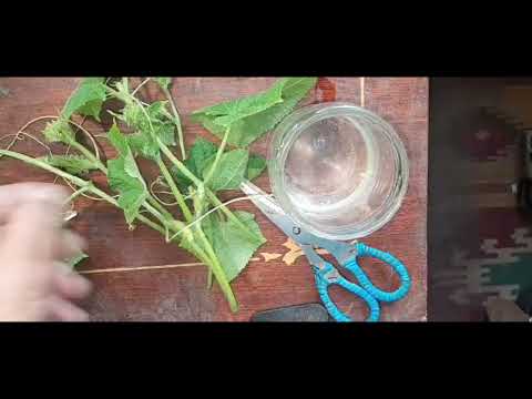 Видео: "Вторая" жизнь огурца! 73 серия.