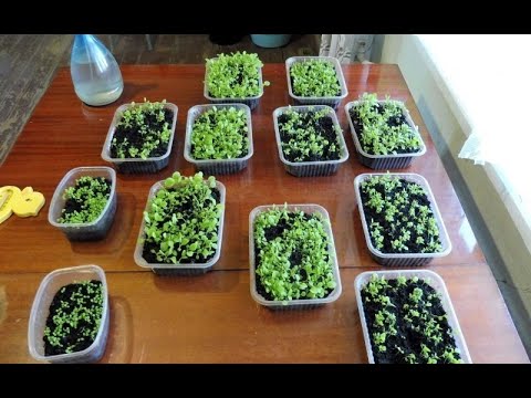 Видео: Рассада табака полегла - первые потери.