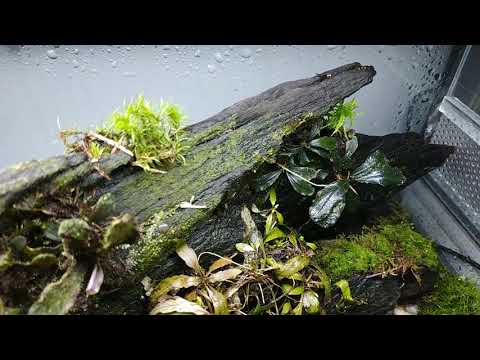 Видео: Вторая жизнь для коряги во флорариуме. Готовимся к запуску Eheim на Prodibio!