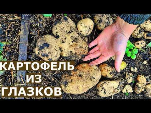 Видео: Урожай КАРТОШКИ В ЯЩИКАХ. Картофель из ГЛАЗКОВ.