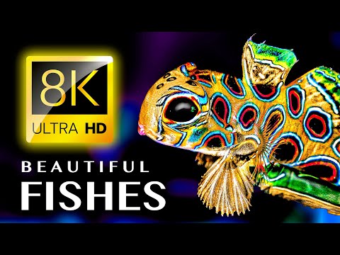 Видео: САМЫЕ КРАСИВЫЕ РЫБКИ В МИРЕ 8K УЛЬТРА HD