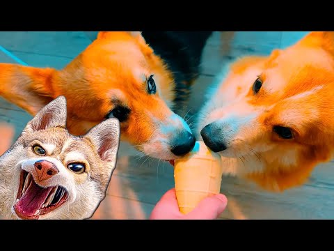 Видео: ДЕНЬ МОРОЖЕНОГО!! **лучшие серии сентября** Хаски Бублик Говорящая собака