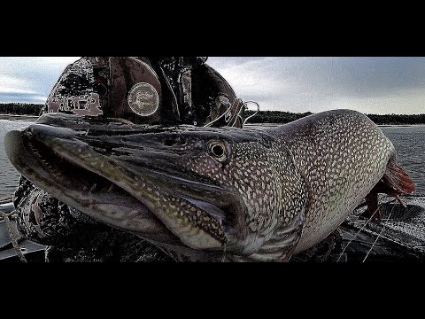 Видео: АРГУМЕНТ В КОЛЬЦО, ЗНАЧИТ ЭТО МОНСТР!!! ТРОФЕЙНАЯ РЫБАЛКА НА ОБИ! ЩУКА,СУДАК,ДЖИГ!