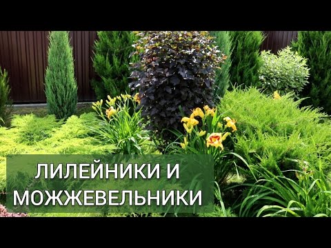 Видео: ЛИЛЕЙНИКИ И МОЖЖЕВЕЛЬНИКИ. 22.07.2025г.
