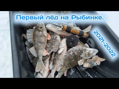Видео: На первый лёд Рыбинского водохранилища за ОКУНЯМИ. Рыбалка на окуня с балансиром. Первый лед 21-22.
