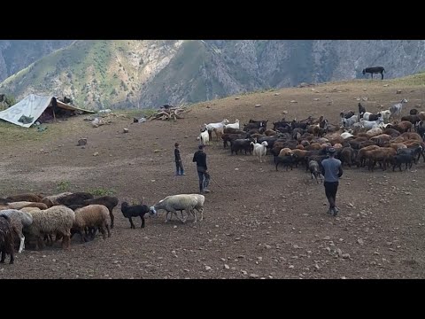 Видео: Моли Хигмат бой дар Шернот 11 июля 2024 г.