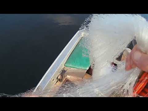 Видео: Рыбалка на карася кастинговая сеть испанка и американка