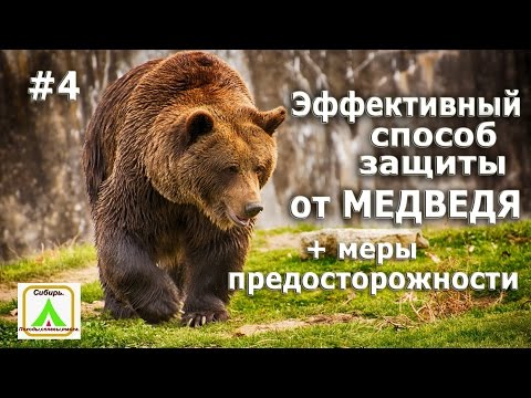 Видео: Эфективный способ защиты от медведя. #4 + меры предосторожности