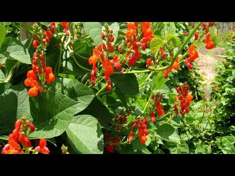 Видео: Обмінялися насінням! 🥰 Розпаковка! 08.112025