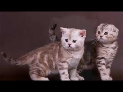 Видео: Клички для шотландских котят Правила выбора  Часть 2  Имена для котят мальчиков Names for cats