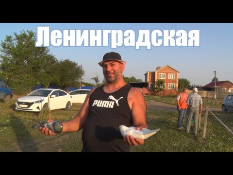 Видео: Птичий рынок. Ленинградская. [13.07.2025]