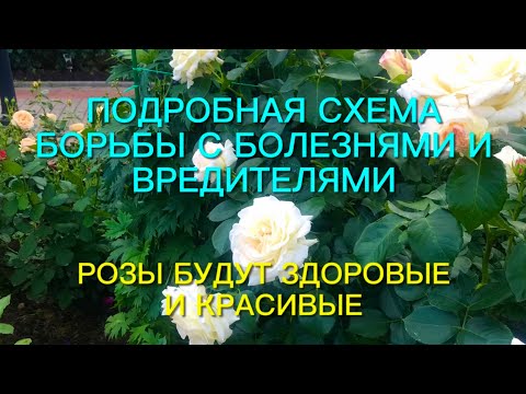 Видео: Розы. Хотите вырастить здоровый розарий??? Подробная схема борьбы с вредителями и болезнями. 🌹🌹🌹