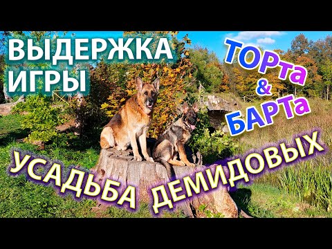 Видео: Выдержка и игры собак. БАРТ и ТОРт на усадьбе Демидовых.